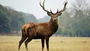 Európsky jeleň. Všeobecné charakteristiky